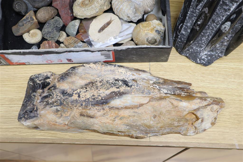A small collection of assorted fossils, a polished gem stone, 40cm long and a polished mineral sculpture, 35cm high